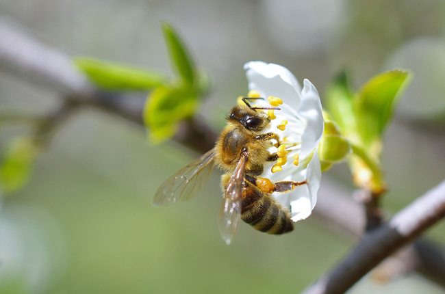 Les abeilles et le miel
