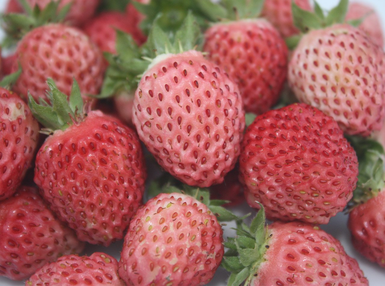 Bubbleberries