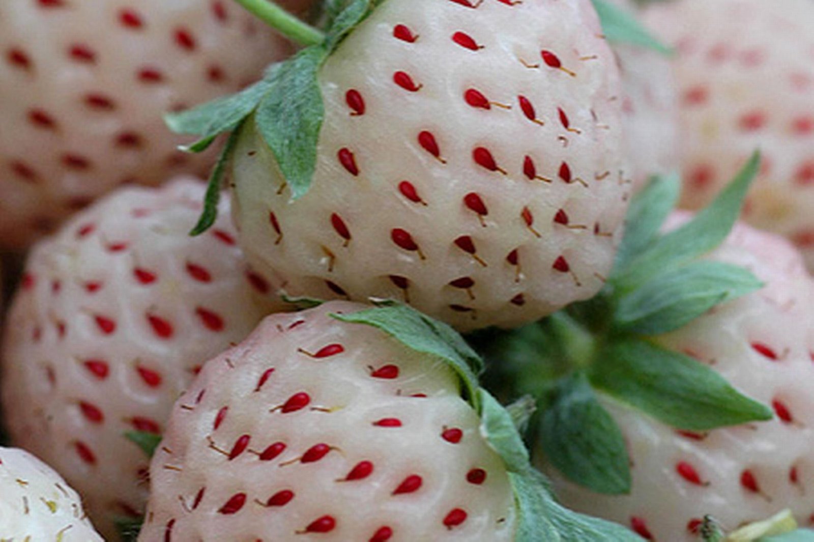 pineberries