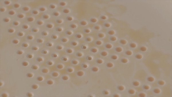 absorbplate-éponge